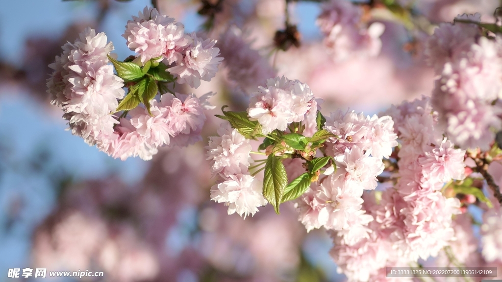 樱花