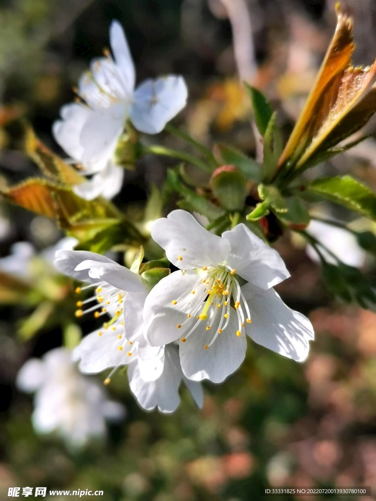 樱花