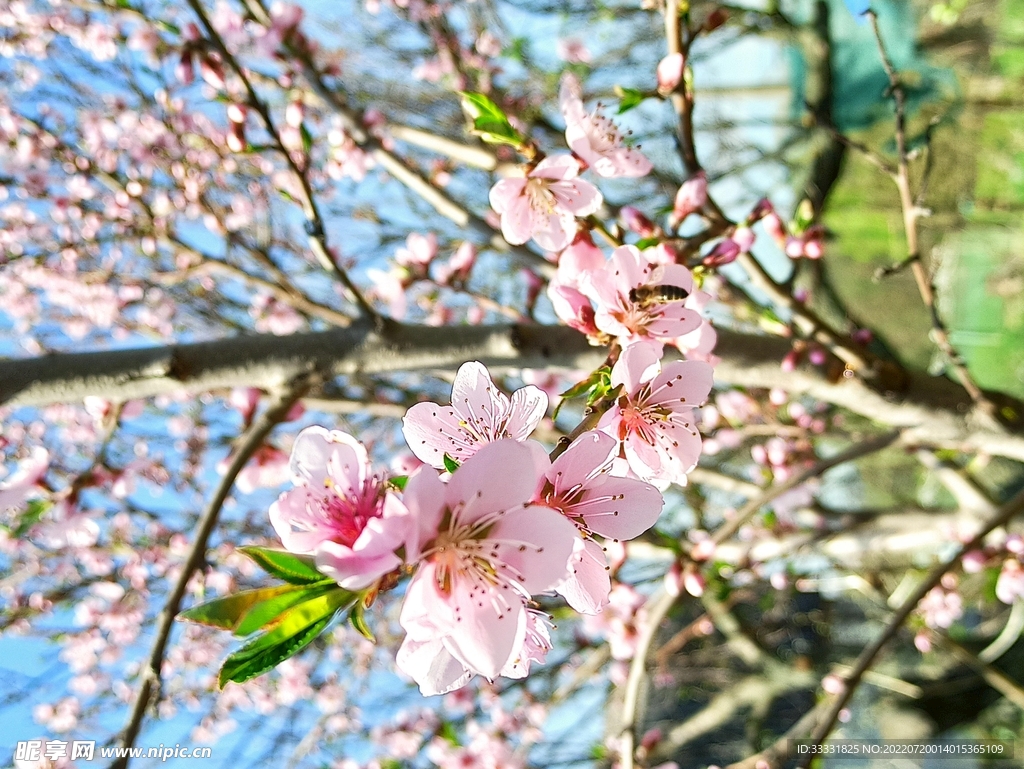 樱花