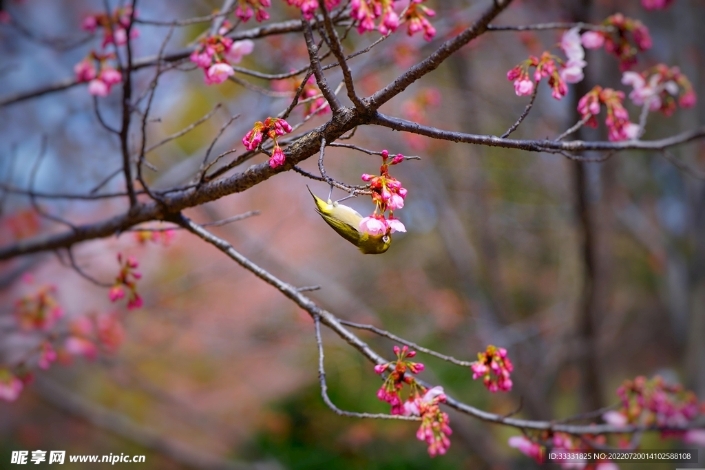 樱花