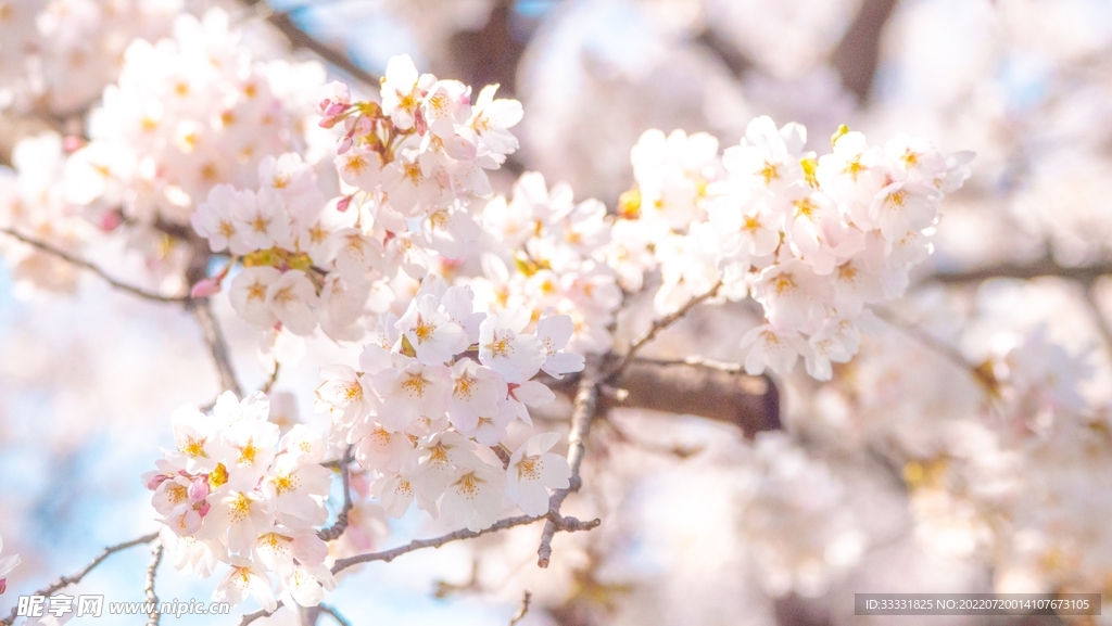 樱花