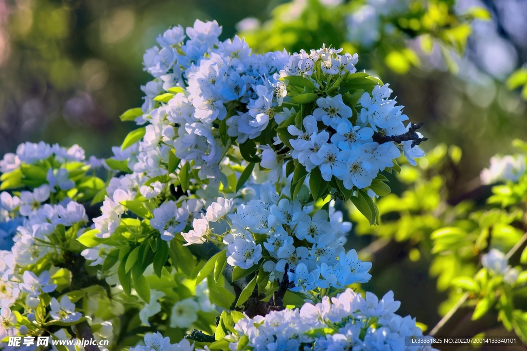 樱花