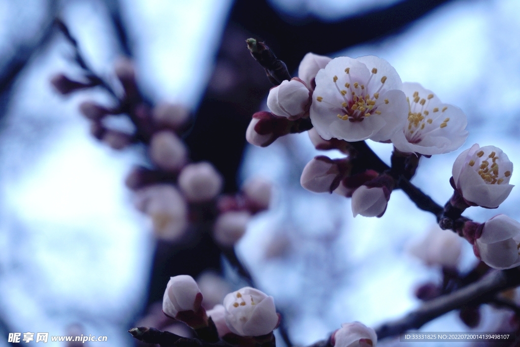 樱花