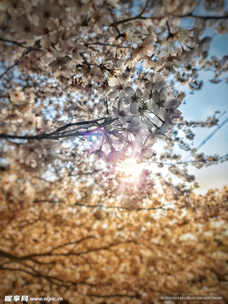 樱花