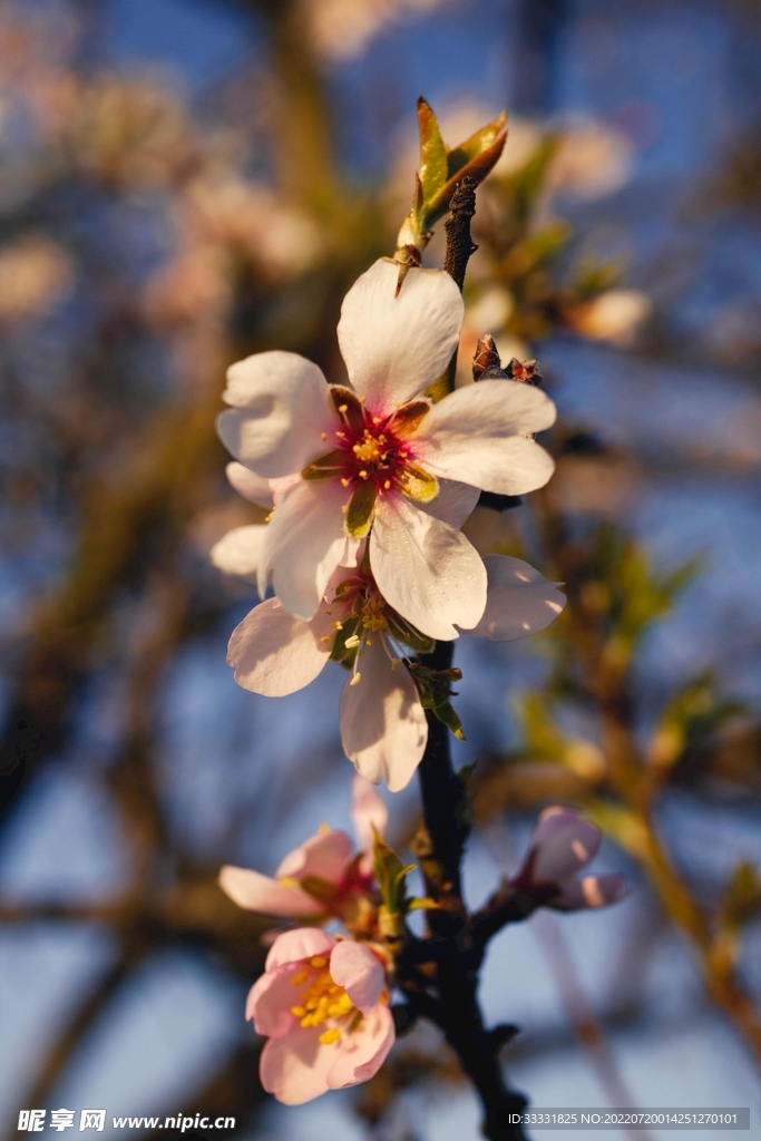 樱花