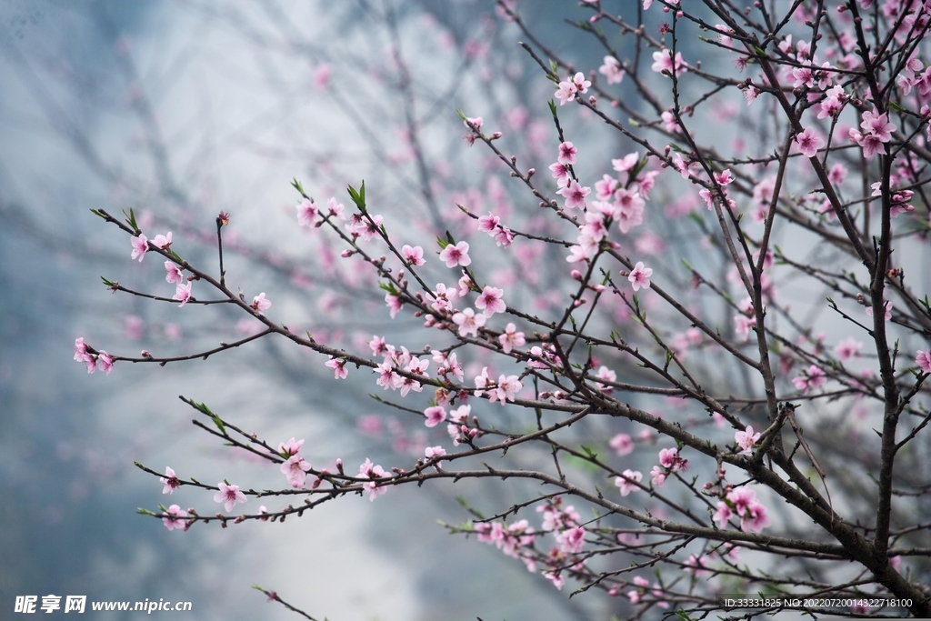 樱花