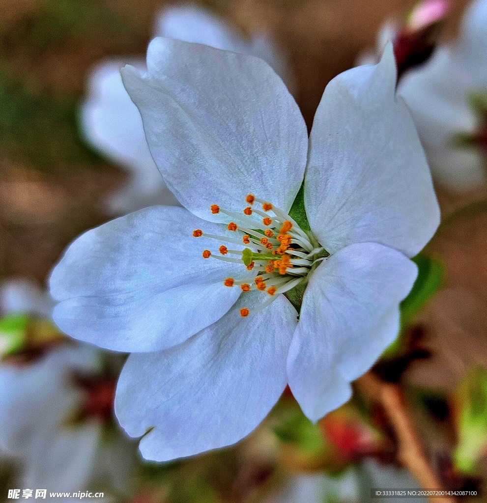 樱花