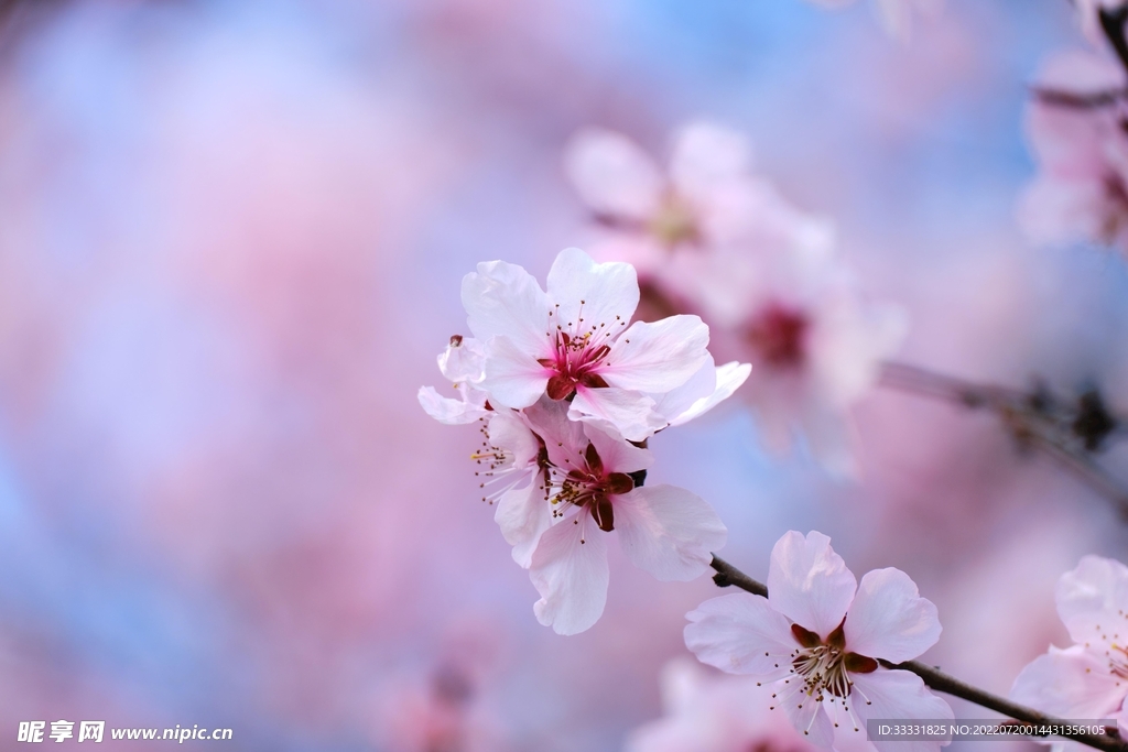 樱花