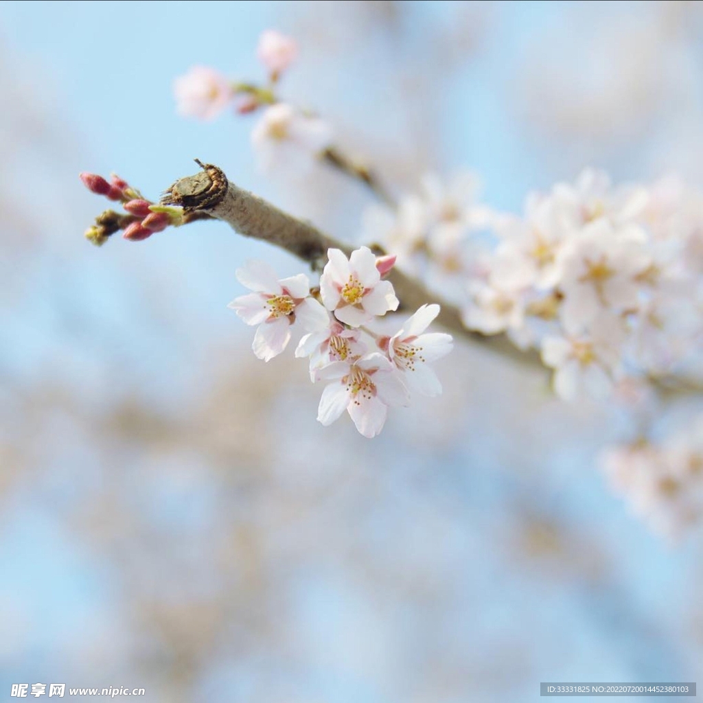 樱花