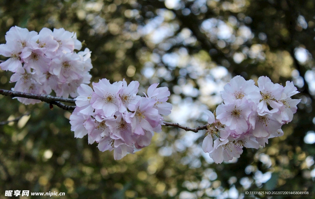 樱花