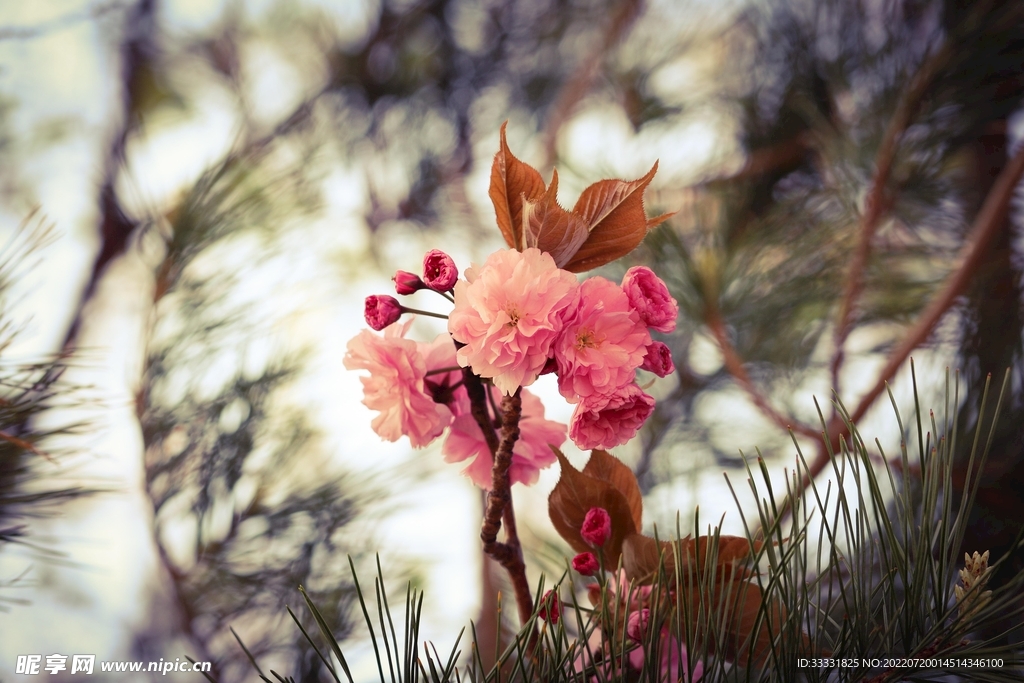 樱花