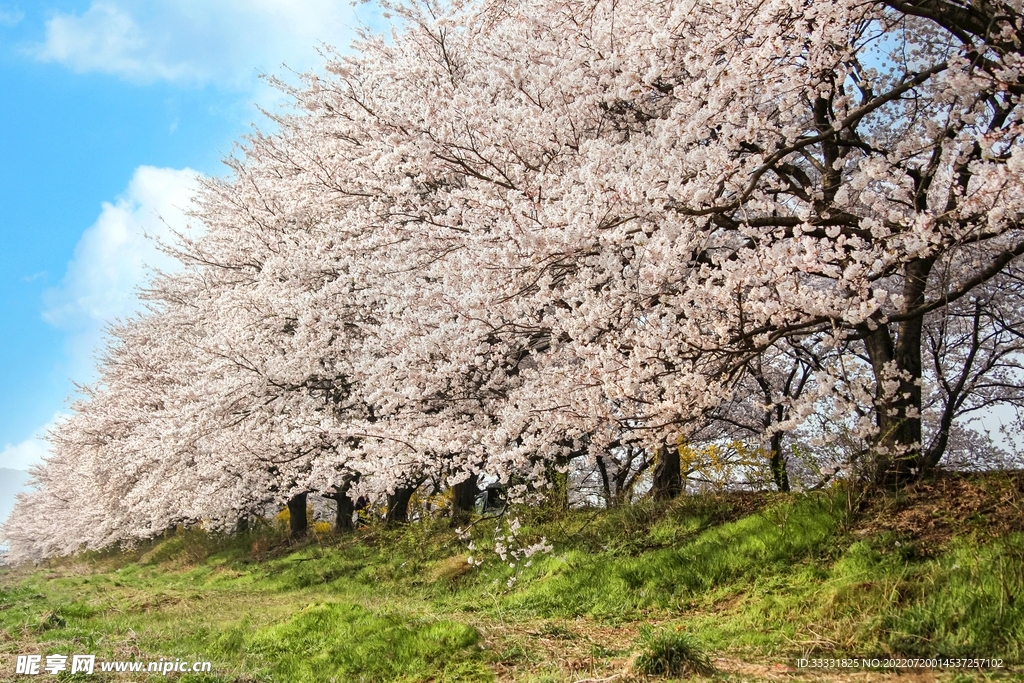 樱花