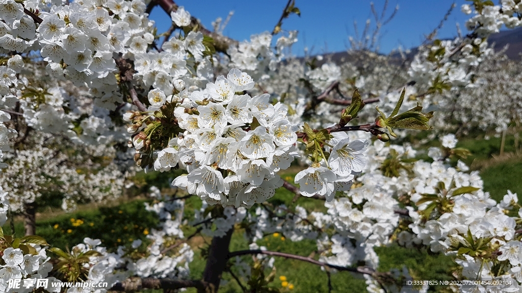 樱花