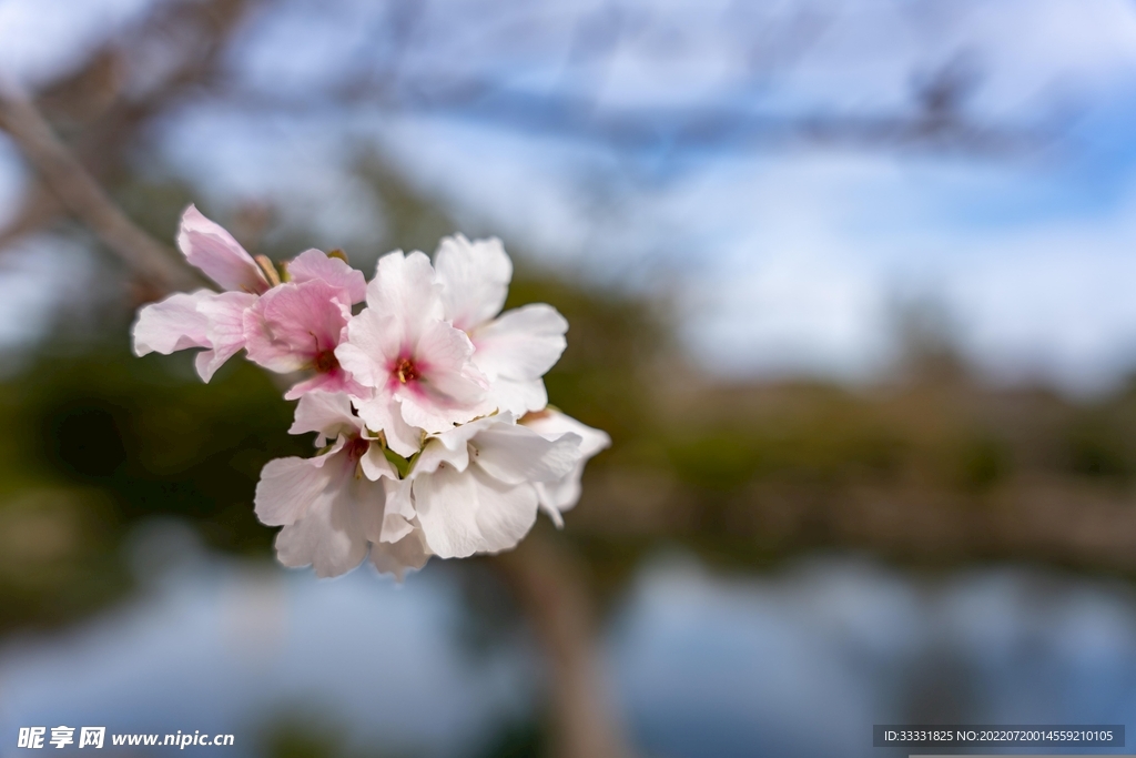 樱花