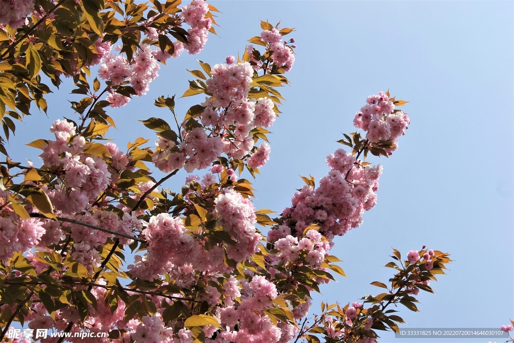 樱花