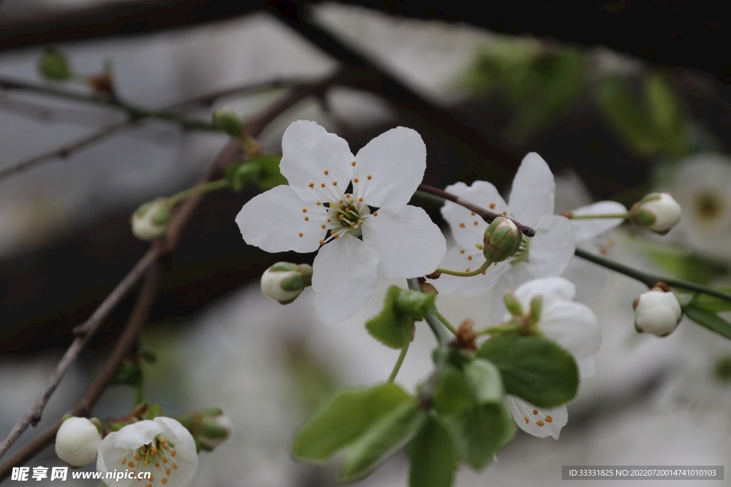 樱花