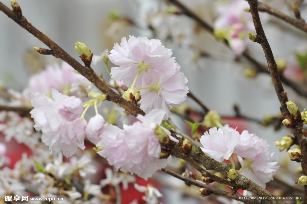 樱花