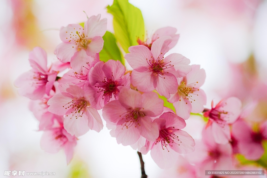 樱花