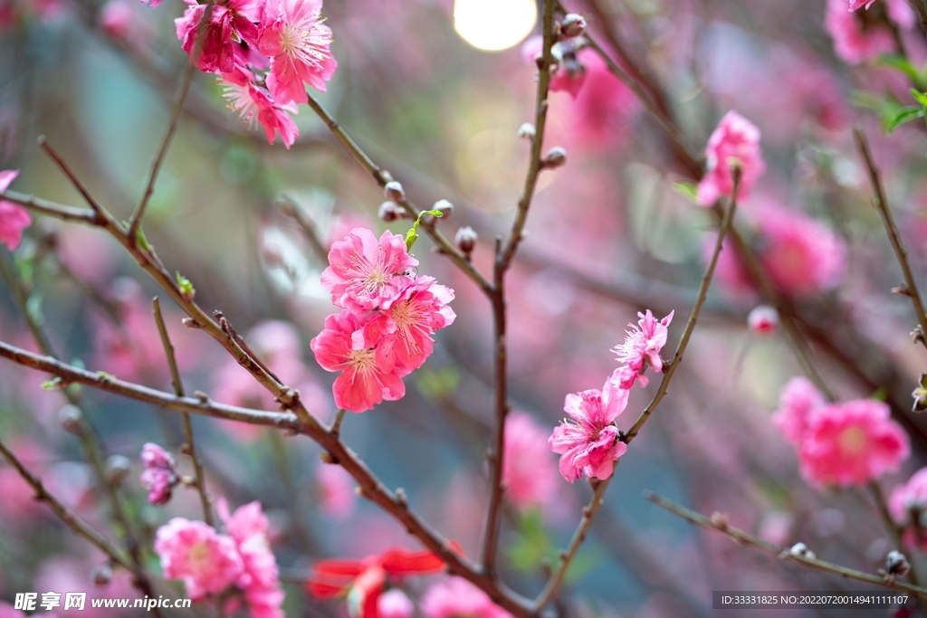 樱花