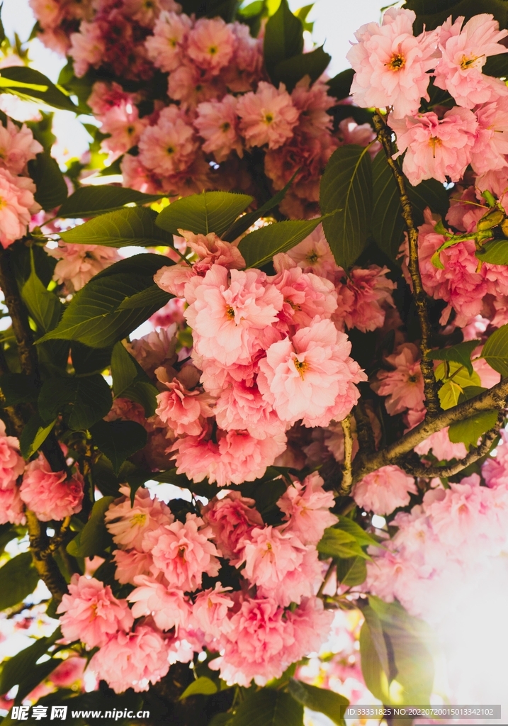 樱花