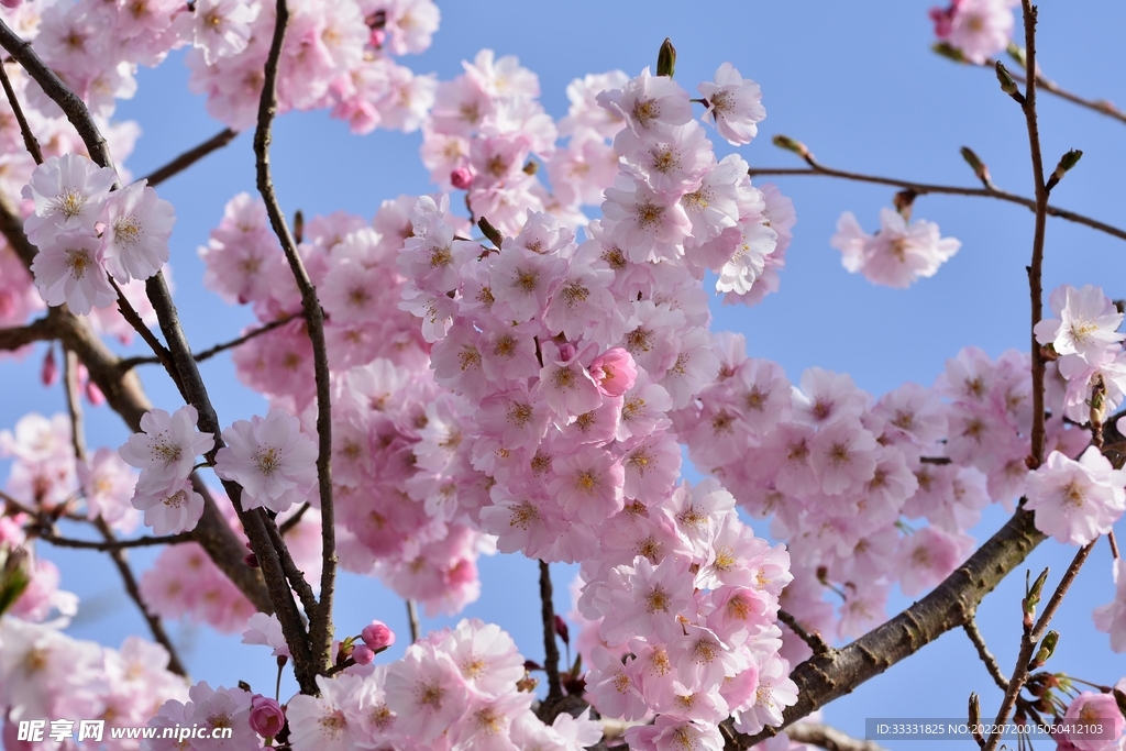 樱花