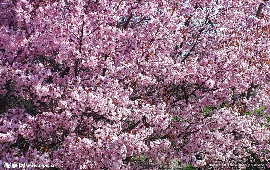 樱花