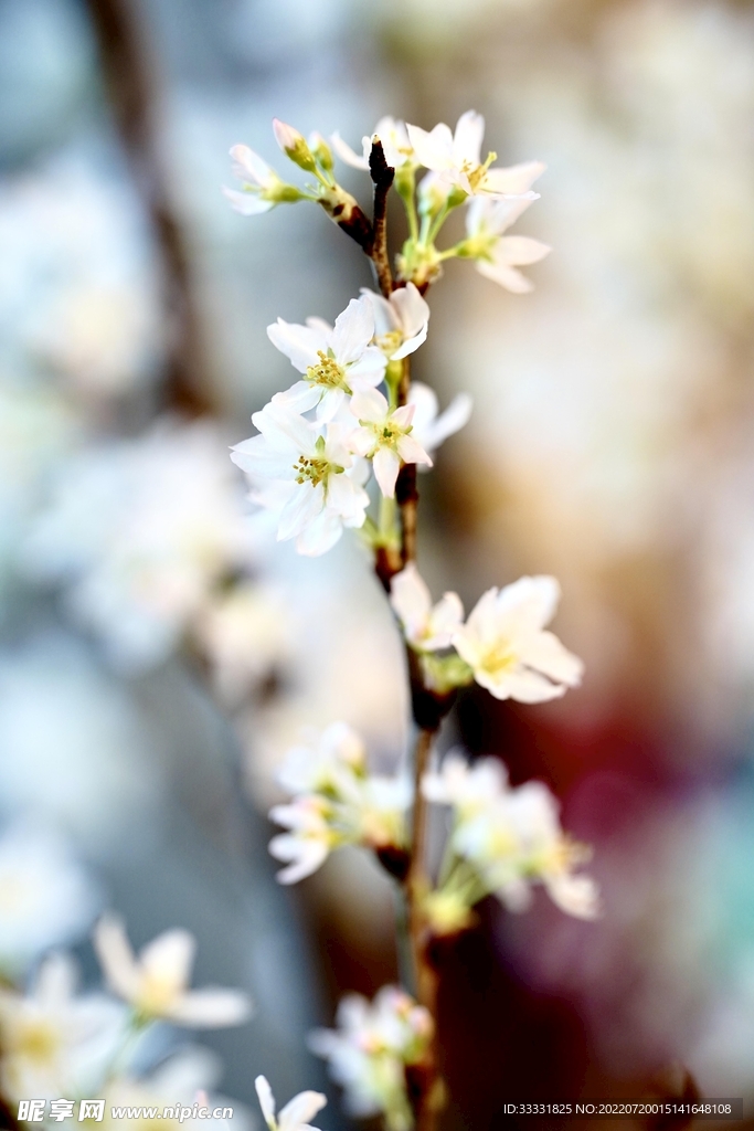 樱花