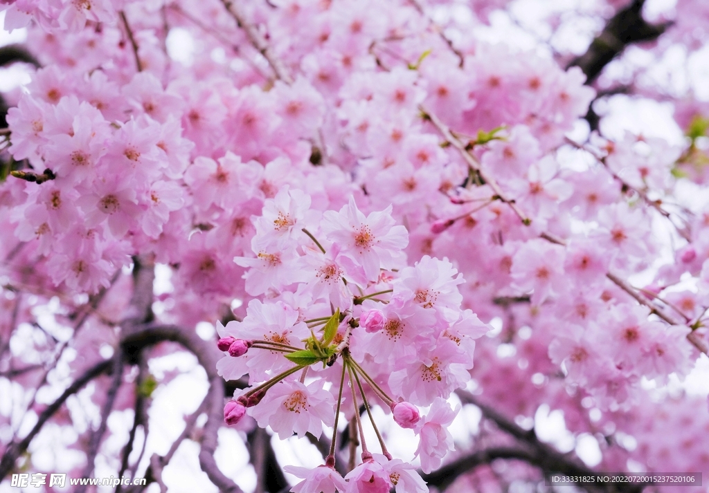 樱花