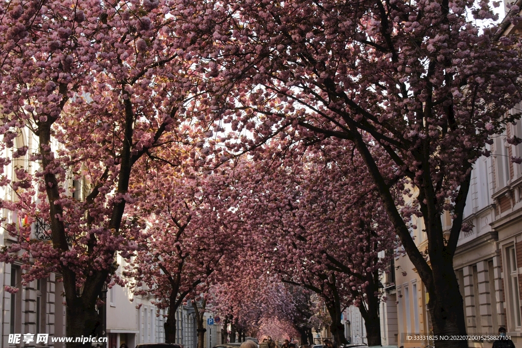 樱花