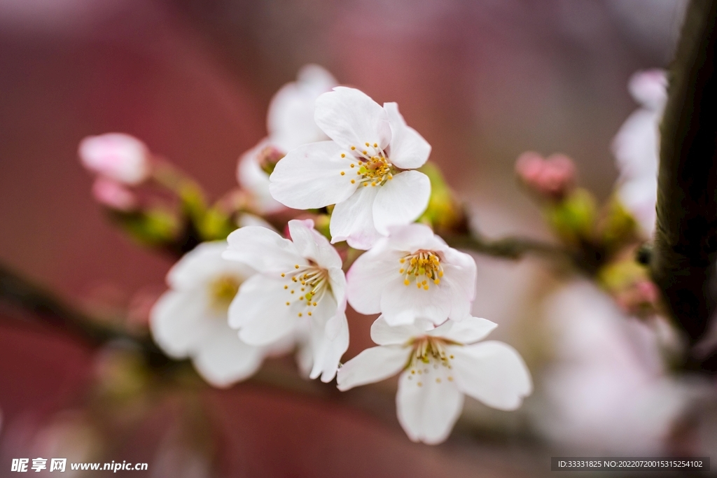樱花