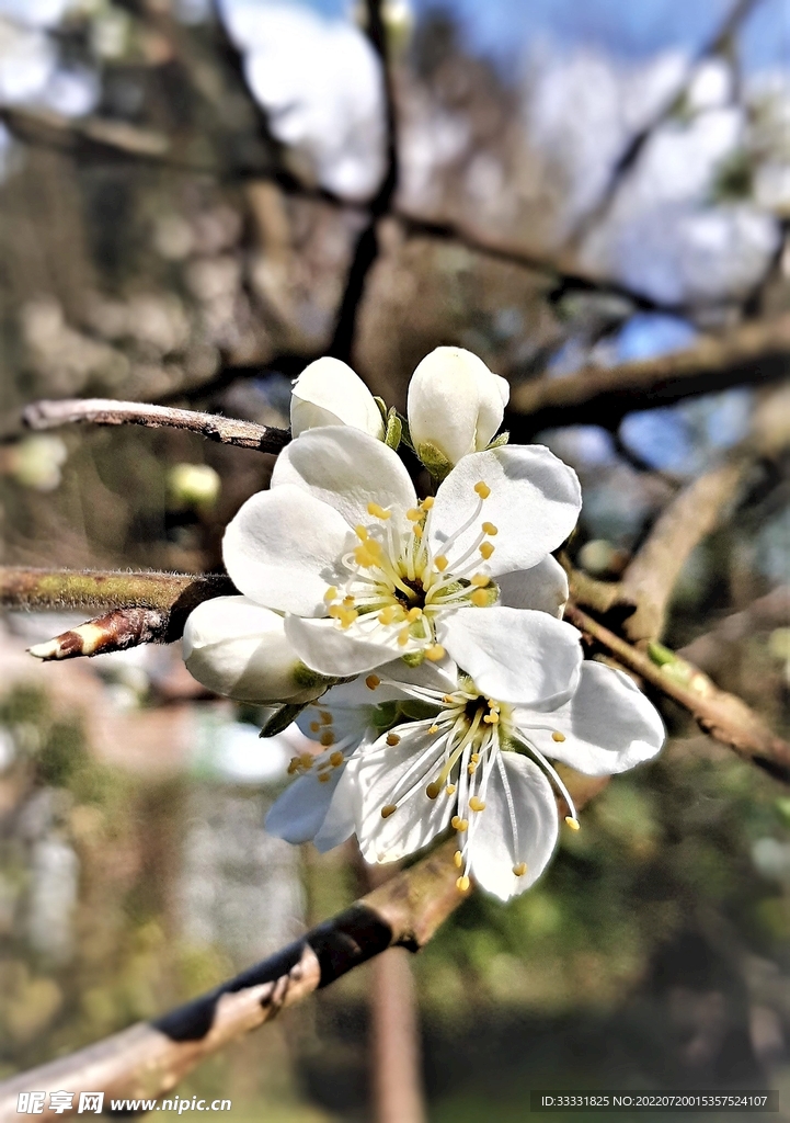 樱花