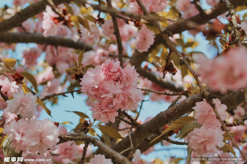 樱花