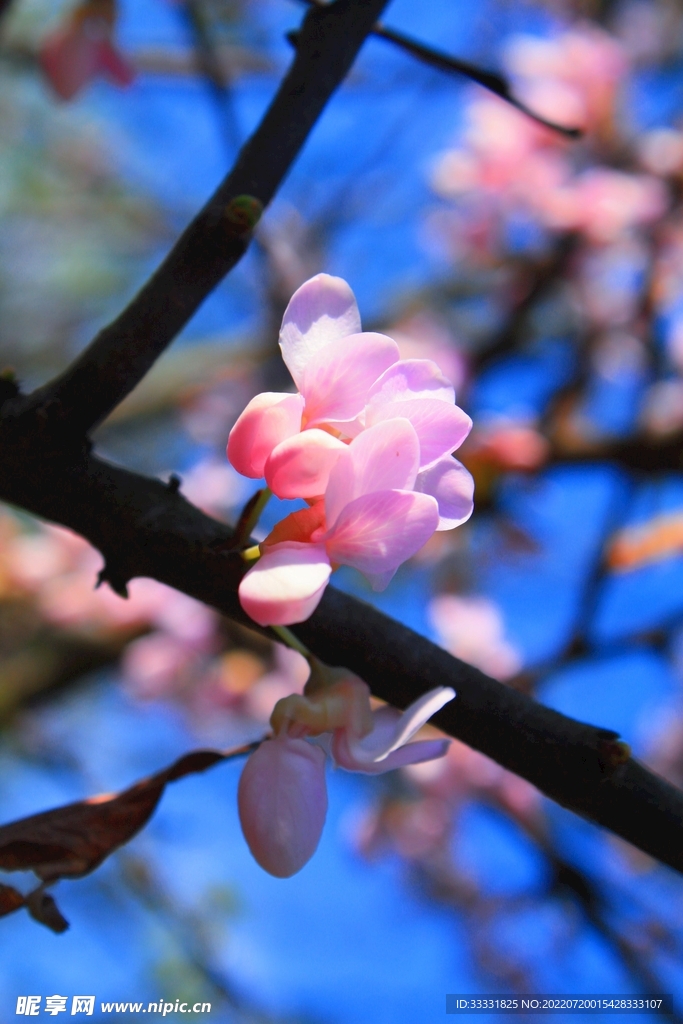 樱花