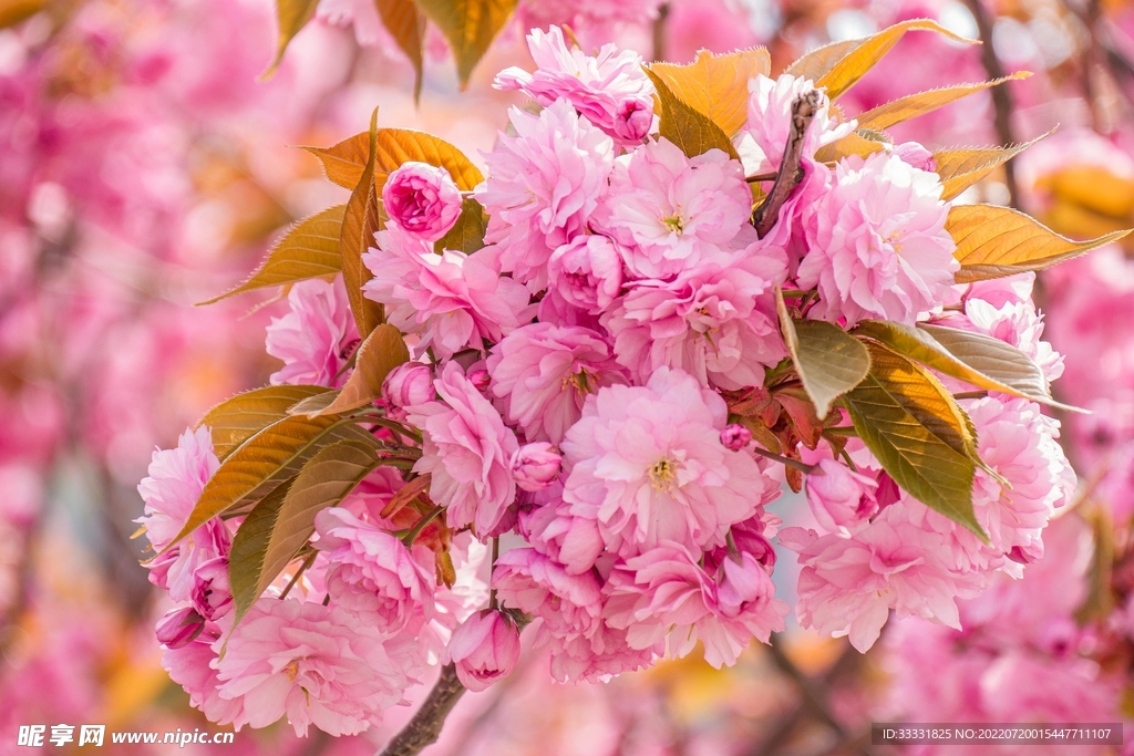 樱花