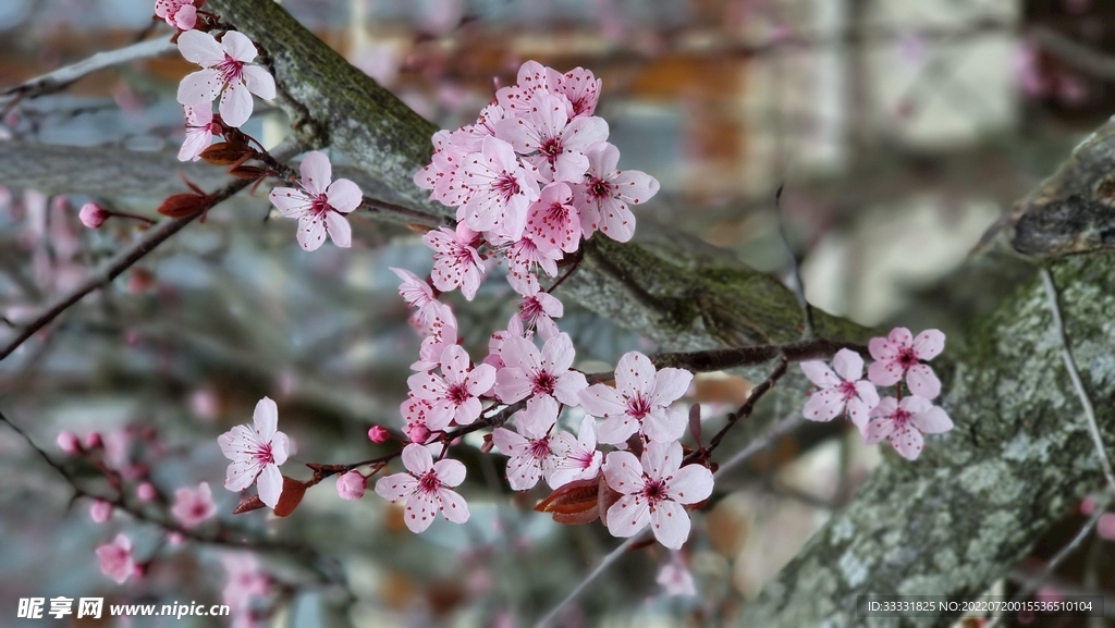 樱花