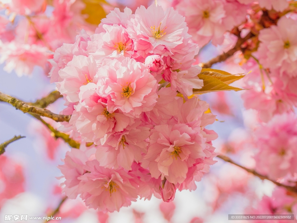 樱花