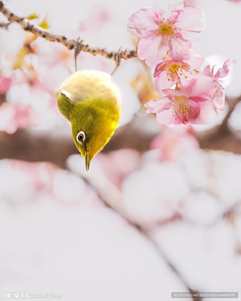 樱花