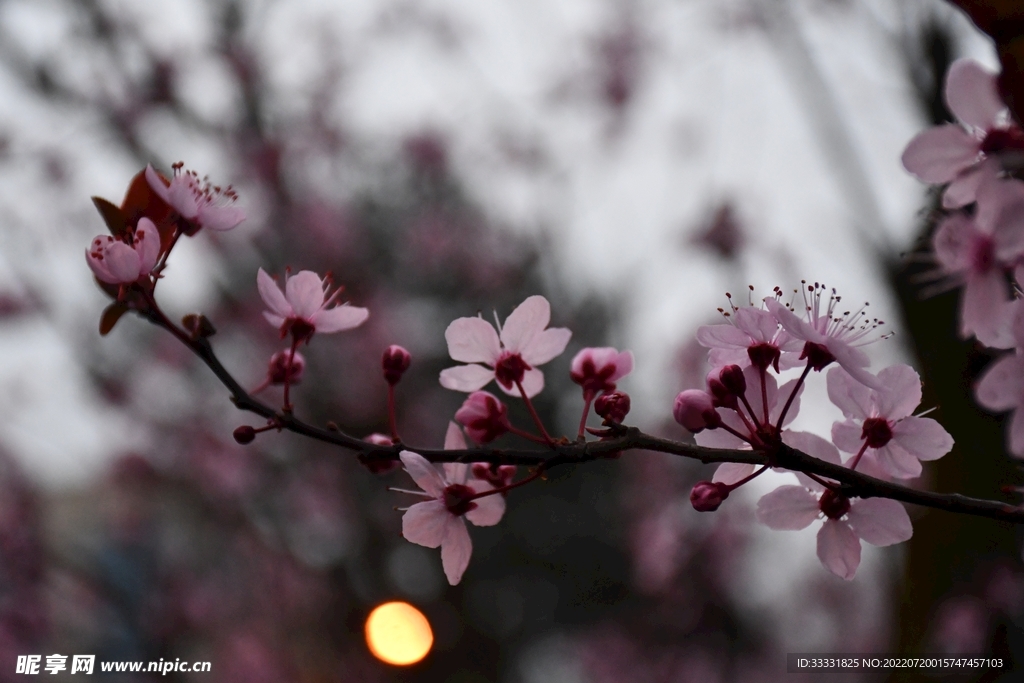 樱花