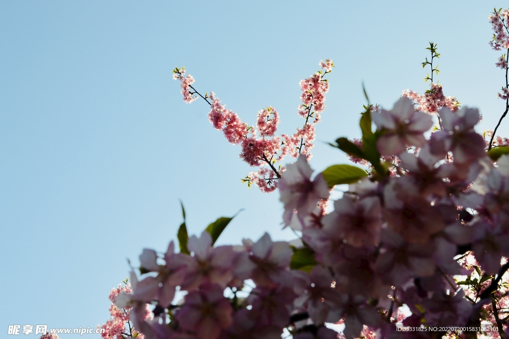 樱花
