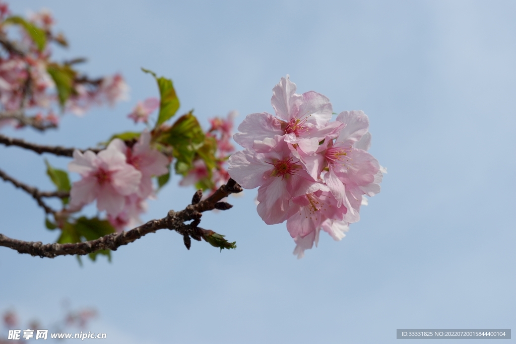 樱花