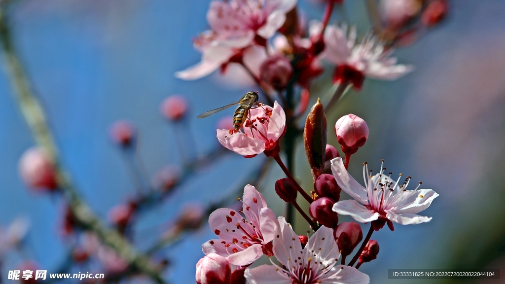 樱花