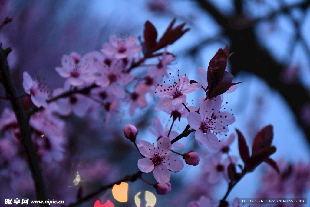 樱花