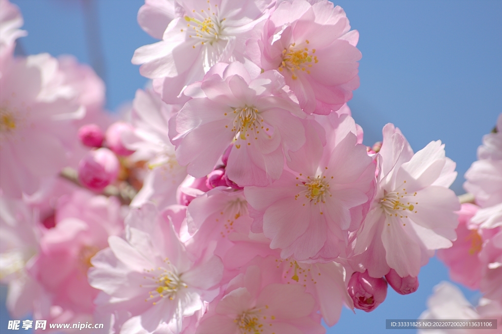 樱花