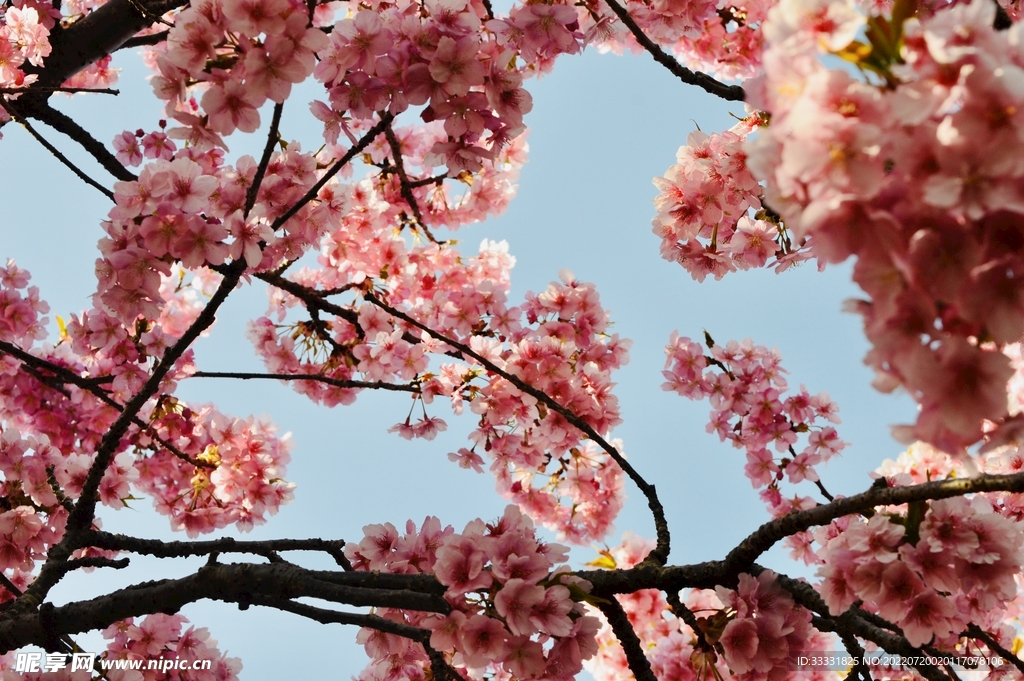 樱花