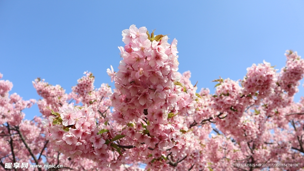 樱花