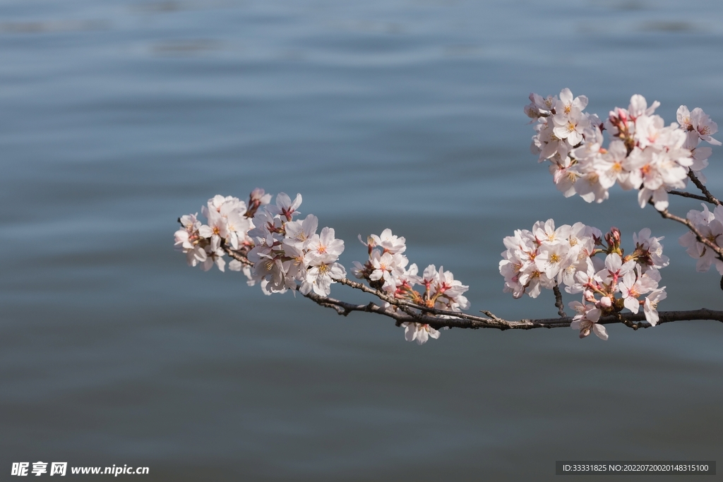 樱花