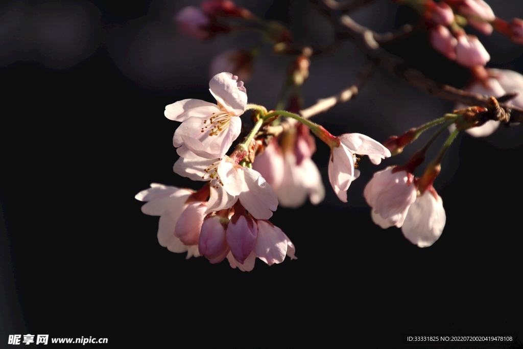 樱花