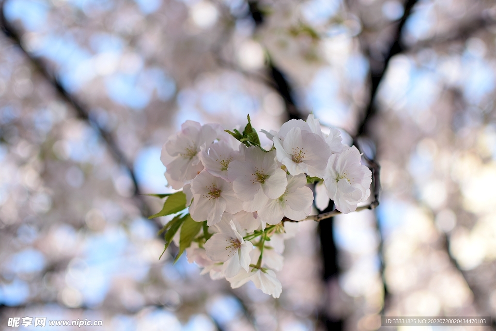 樱花