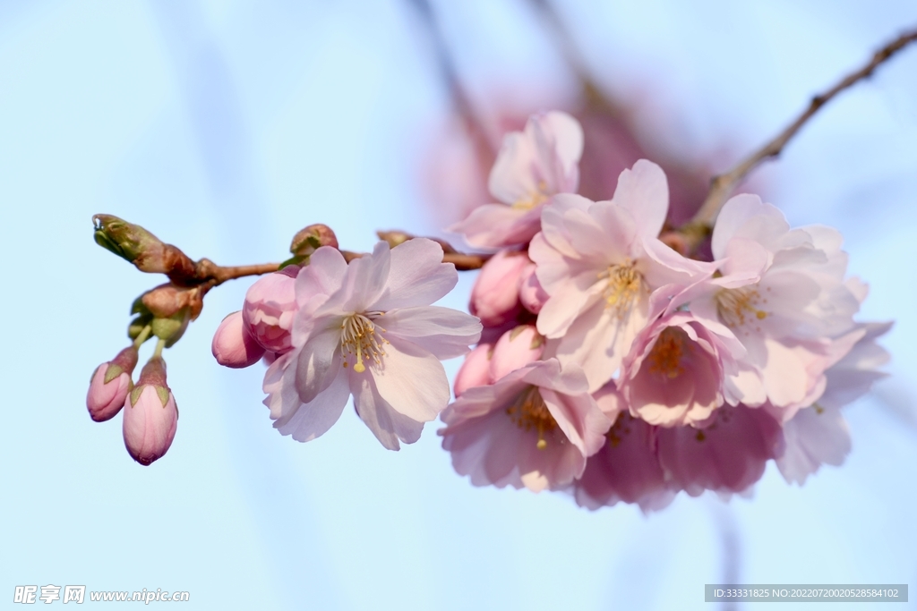 樱花