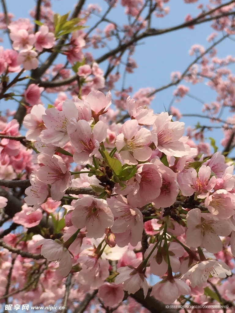 樱花